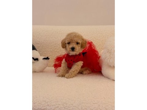 Yavru maltipoo bebeklerimiz