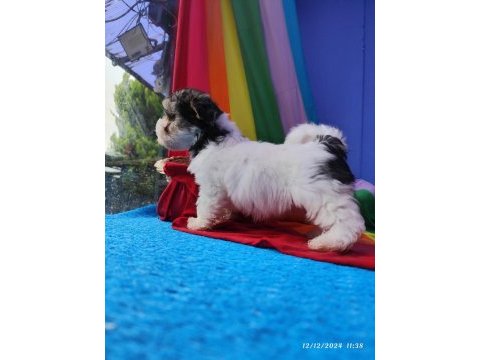 Neşe kaynağı morkie yavrularımız