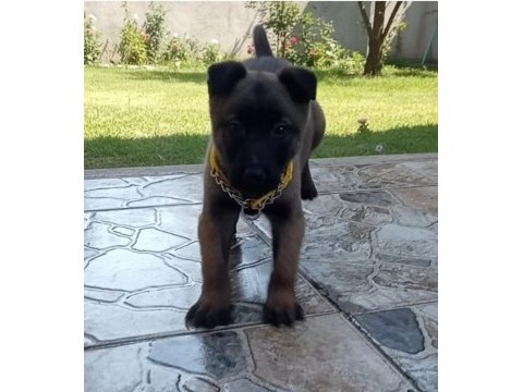Belçika malinois