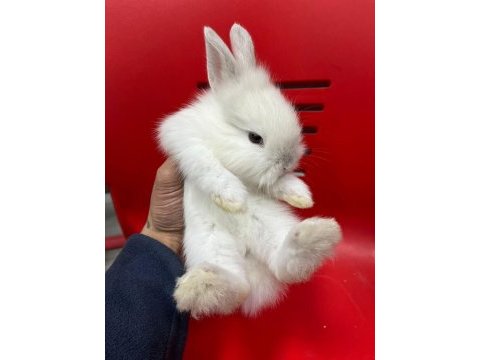 Mini mini tavşan yavruları