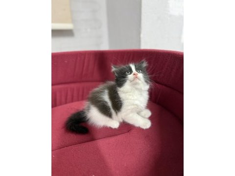 British longhair bicolor sevimli yavrular