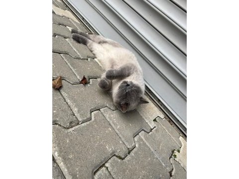 Kedi british shorthair dişi