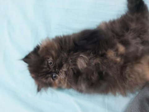 İran persian
