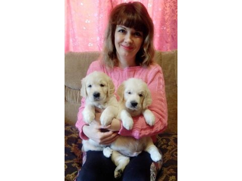 Golden retriever adrese teslim hizmetimiz vardır