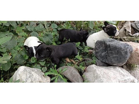 2 erkek ve 1 dişi french bulldog yavruları