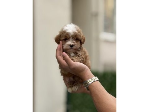 Maltipoo yavruları