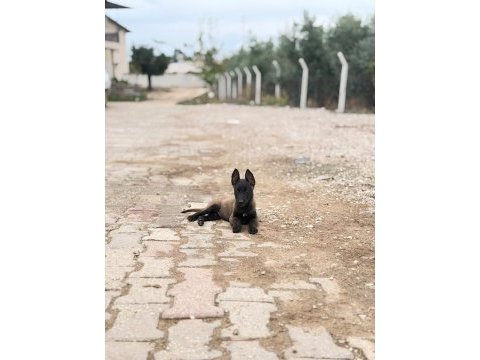 Kalitenin tek adresi a+ kalite malinois yavrular