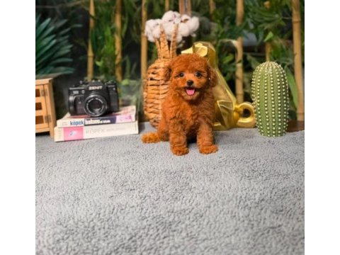 Garantili poodle bebekler