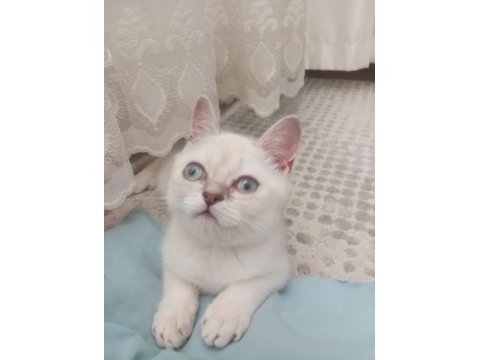 Pamuk minnak oyuncu british shorthair