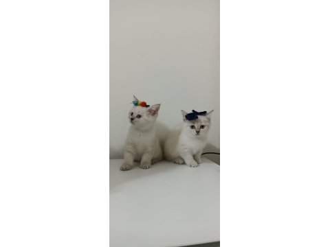 Ücretsiz british shorthair sahiplendirme