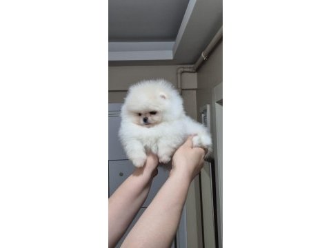 Üst kalite teacup orijinal ırk pomeranian boo (dişi)