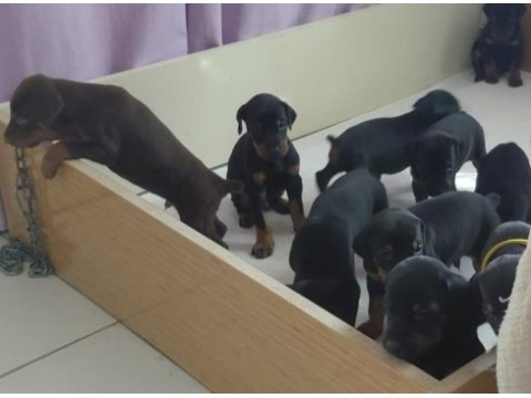 Irk garantili doberman bebeklerimiz mevcut