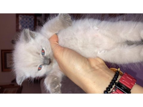British shorthair yavrular