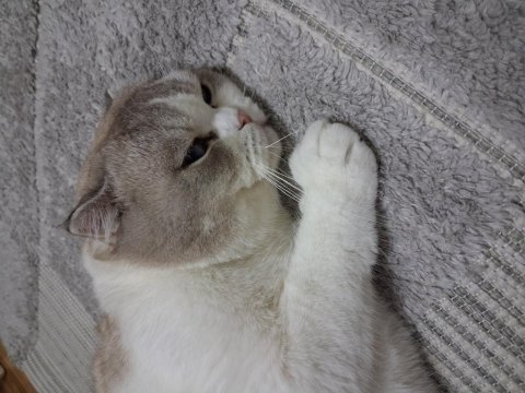 Scottish fold kedisi