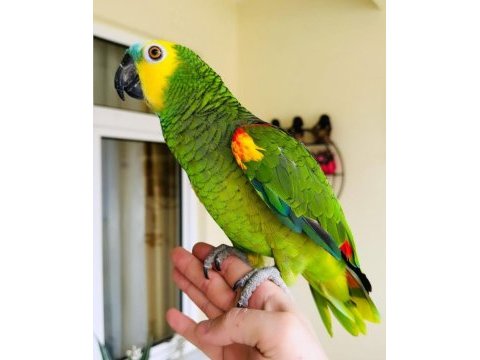 Evci̇l amazon papağanlar gönderi̇m mevcut