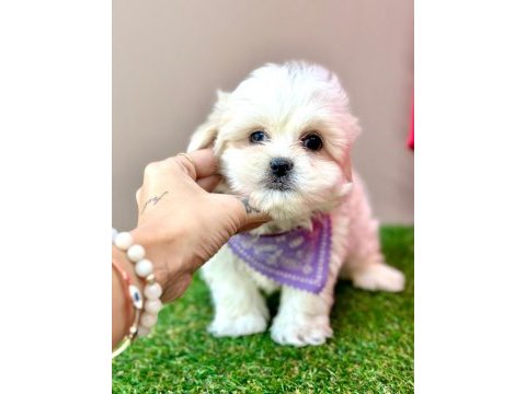Sevimli maltese yavrular