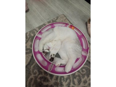 Silver chinchilla rengi 4,5 aylık safkan yavrumuz