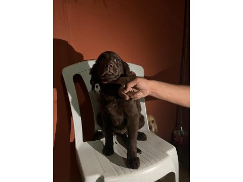 Labrador bebekleri