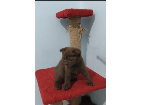 Scottish fold çikolata