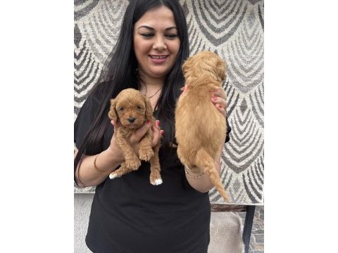 Ufacık koyu renk maltipoo yavrularım
