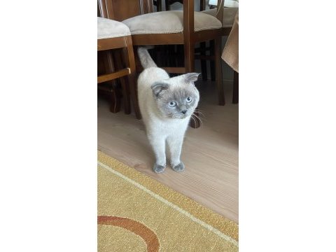 Ucretsiz sahiplenme kedimiz