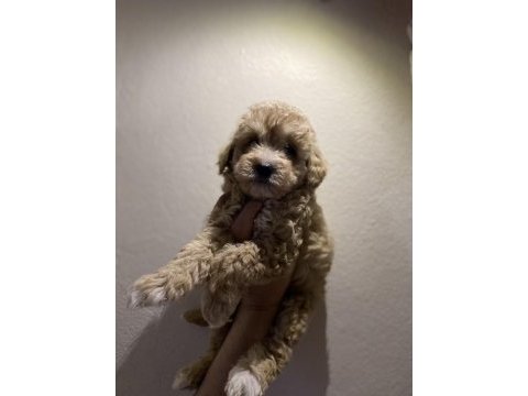 A kalite kıvırcık maltipoo bebekler