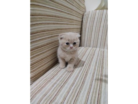 Uygun fiyatlı yavru british shorthair ve scottish kedilerim