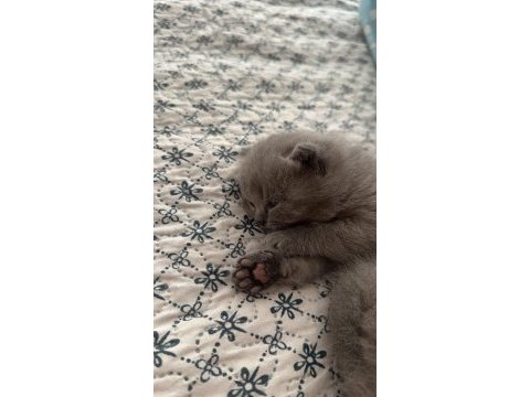 Tatlı yavrumuza yeni yuva arıyoruz scottish fold