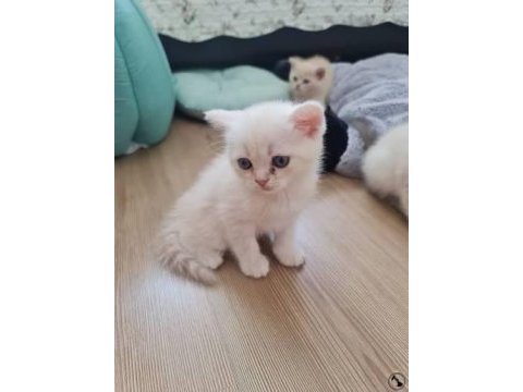 British shorthair yavrularımız