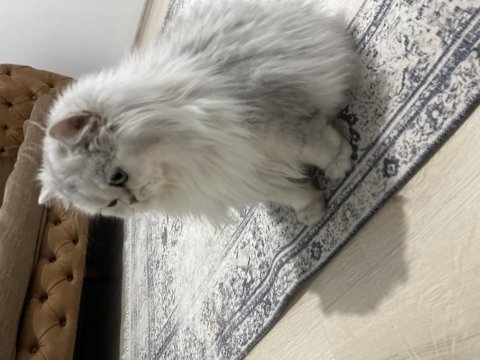 Anne babam çok kaliteli kediler
