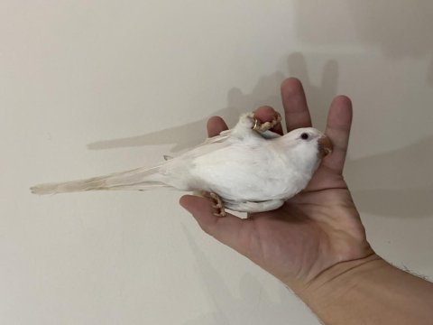 5 aylık kırmızı gözlü full evcil monk papağanı