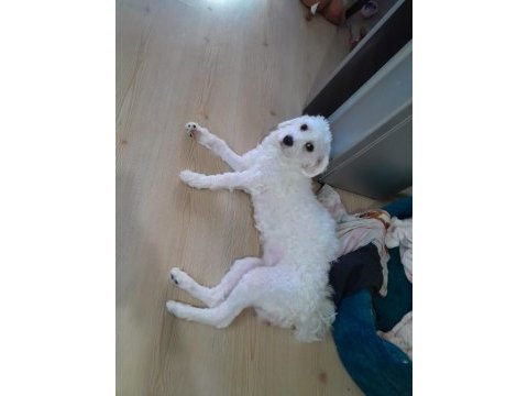 Maltese terrier 1 kasım 2022 doğumlu