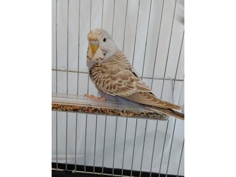 3 aylık dişi jumbo muhabbet