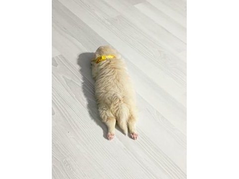 Yavrular yeni yuvalarını arıyor terrier