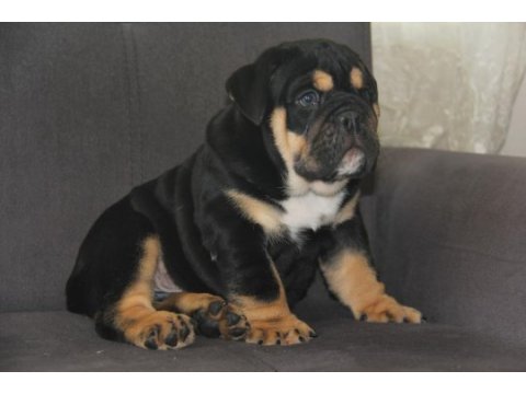 Sitenin en renkli en mütevazi bulldog şekerleri