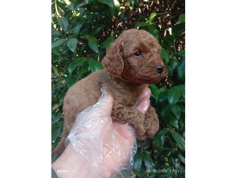Toy poodle yavru köpeklerimiz