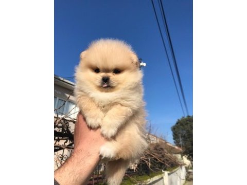 Üst kalite ayı surat pomeranian bebekler