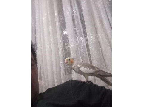 Evcil sultan papağanı