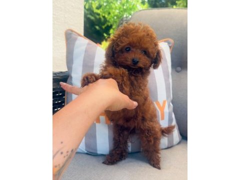 6 aylık 1200 gr tea cuo kore poodle yavrumuz