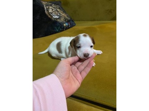 Bu hafta acil uygun dişi kısa bacak köpeğimiz