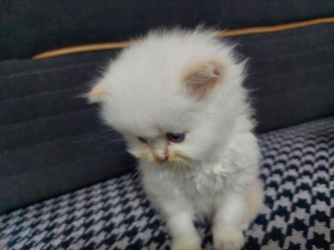 Bebiş iran kedilerimiz