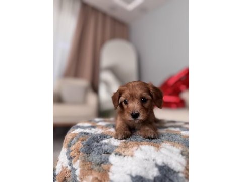 Minik maltipoo