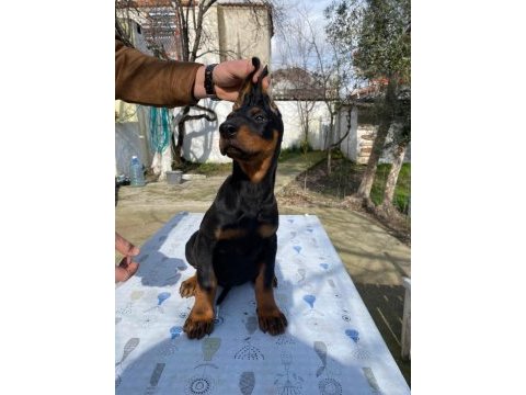 King doberman köpeği yavru