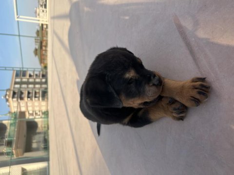 Yavru rottweiler 1.5 aylık