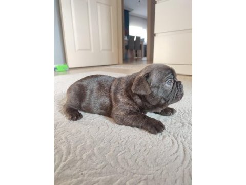 French bulldog yavru