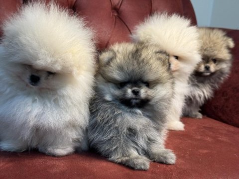 Show kalite tea cup ayı suratlı pomeranian yavrular