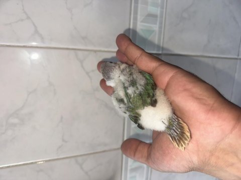 El besleme konur bebekler