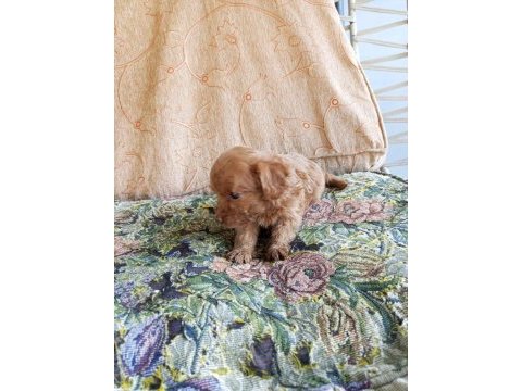 Maltipoo yavruları