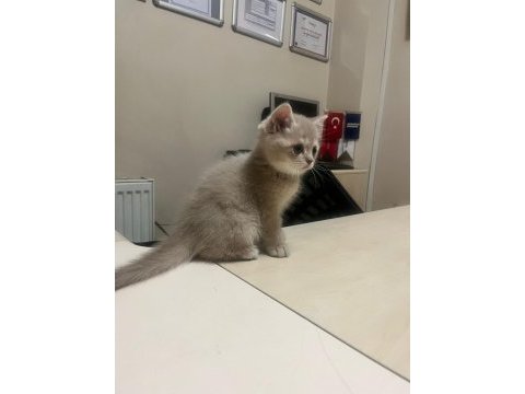 2 aylık british shorthair