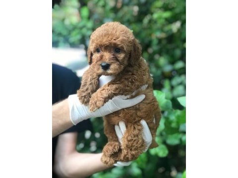 A kalite poodle ayarında maltipoo bebek